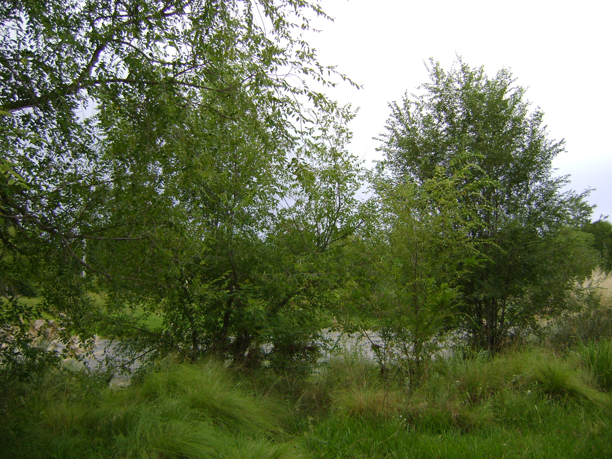 fotos/2011 - Los Reartes/DSC03481.JPG